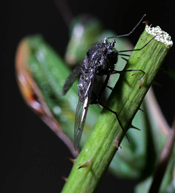 Praying On Prey
