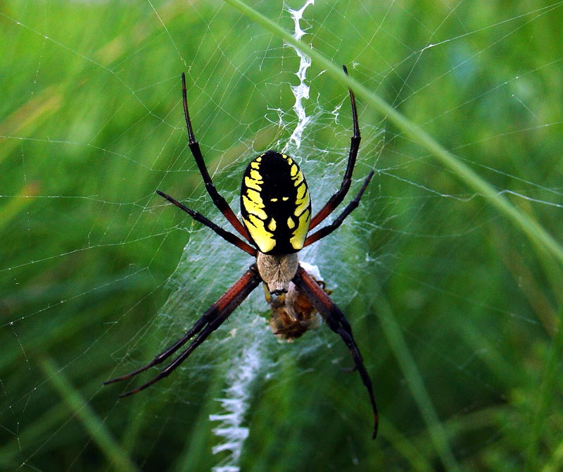 GardenSpider