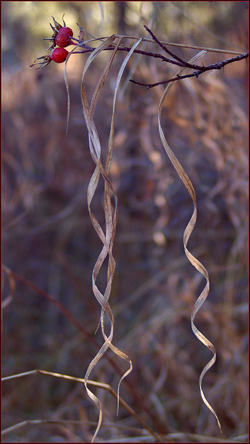 Holiday Ribbons* <br> by mlynn