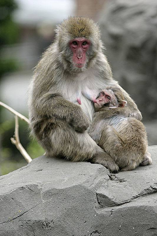 Snow Monkeys