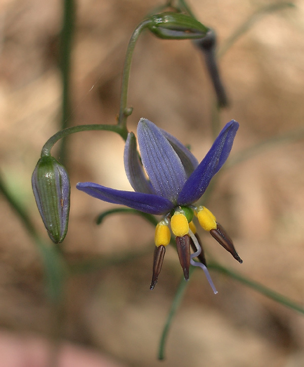 <i>Dianella revoluta</i><br>by Ruth Jackson