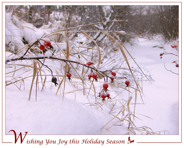 <b>8th Place (tie)</b><br>Wishing you Joy...* <br> by mlynn