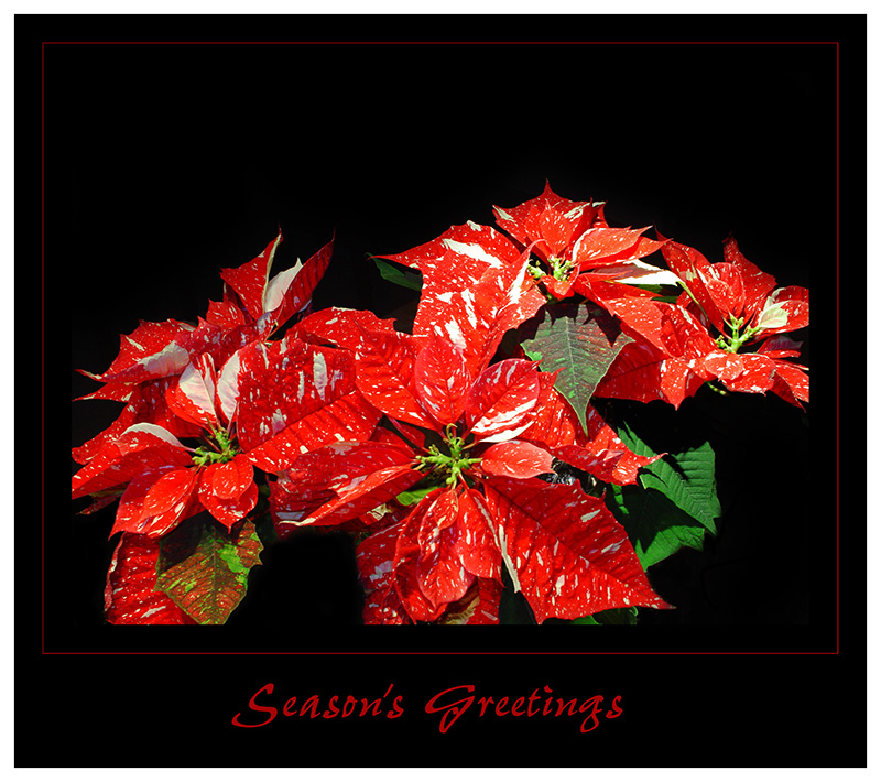 Seasons Greetings<br>by Mark Hall