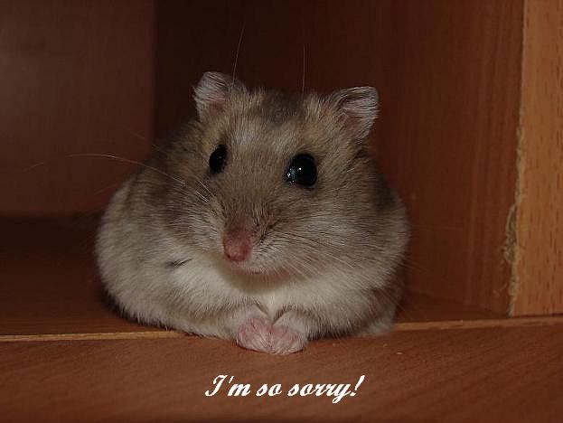 Im So Sorry<br>(original version)<br>by Patty88