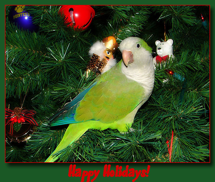 Maxs Christmas Greeting