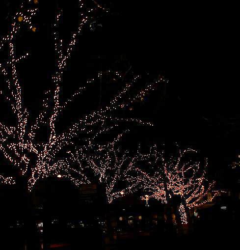 Trees with light*<br>by Patty88