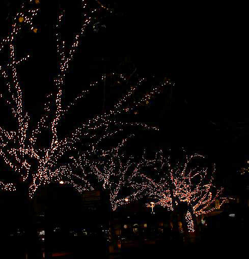 Patty88 - Trees with light