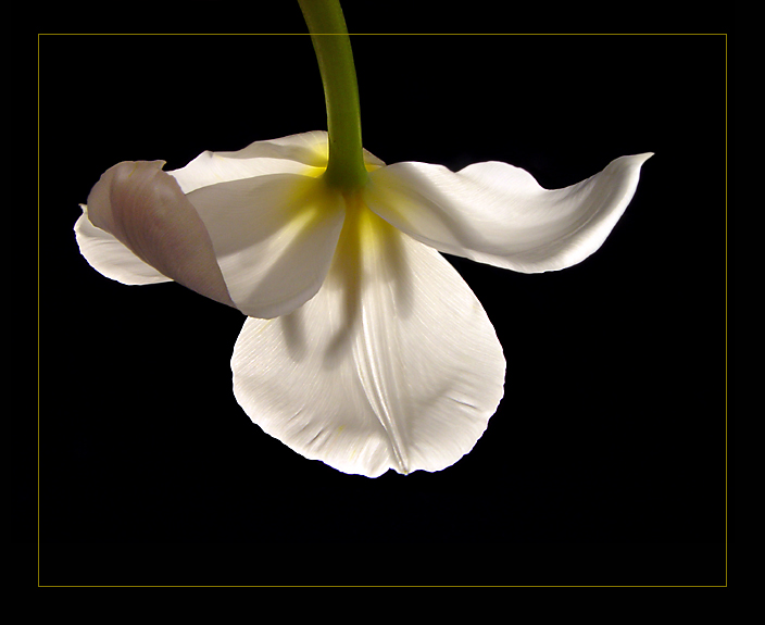 <b>7th Place</b><br>Suspended Animation<br>by MFC