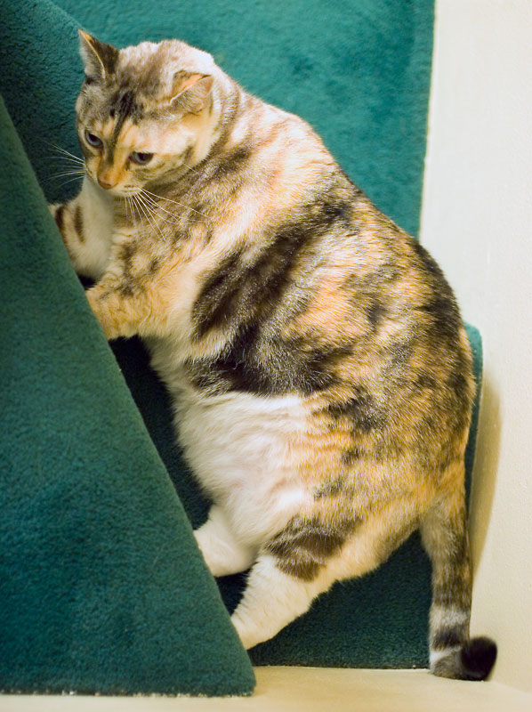 Fat Sadie