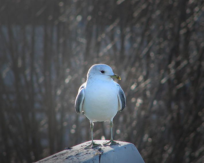 birdsample.jpg