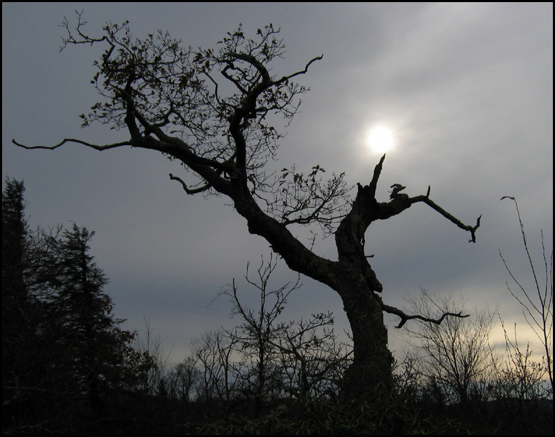 <b>7th Place [Tie]</b><br>Blue Ridge Parkway Tree<br>by Isabel Cutler