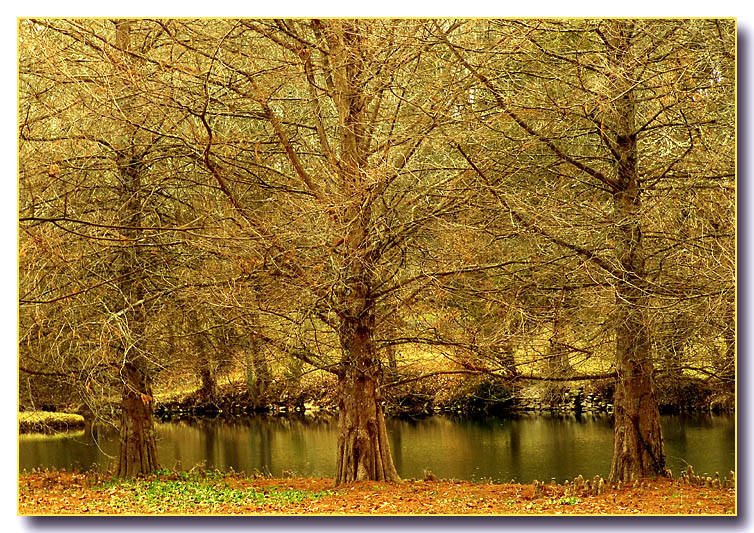 <b>2nd Place</b><br>three trees