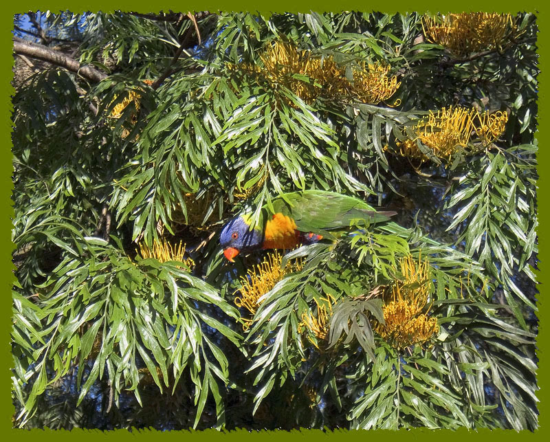 Camouflage