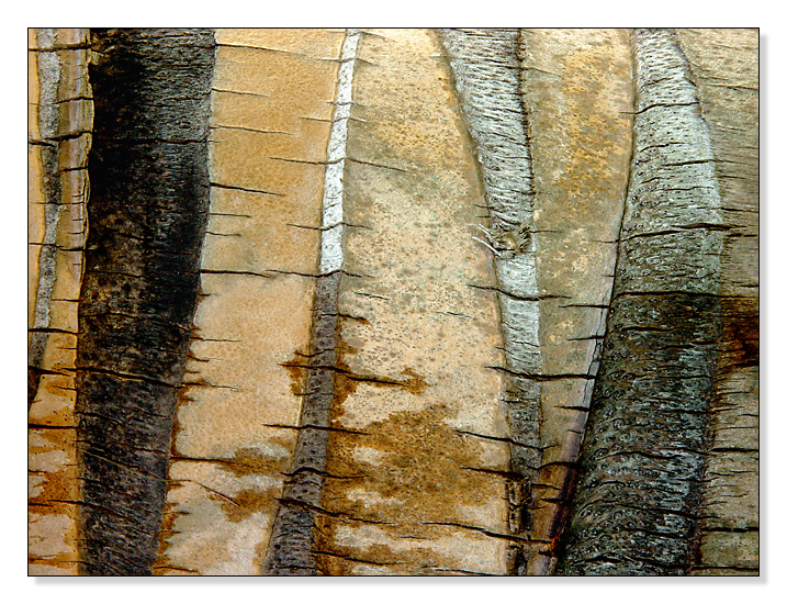 <b>9th Place [Tie]</b><br>Bark Abstract<br>by MFC
