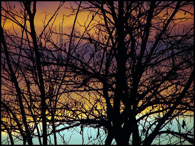 Sunset Trees*