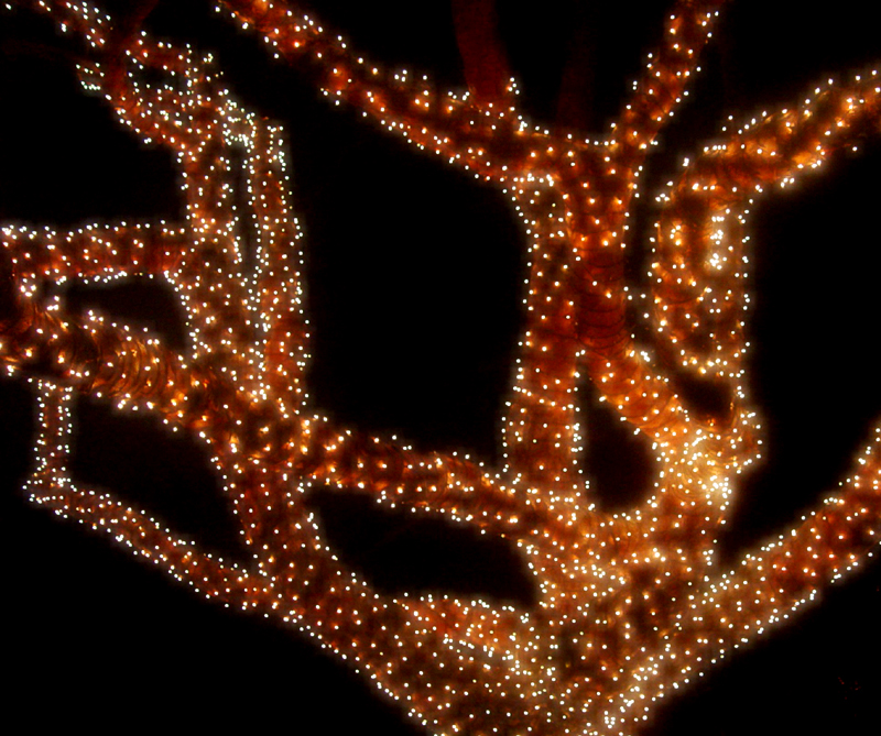 Lighted Tree*<br>by Tajinder