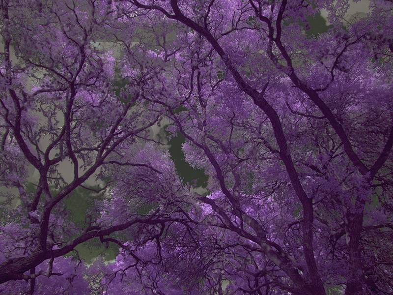 My Backyard in IR