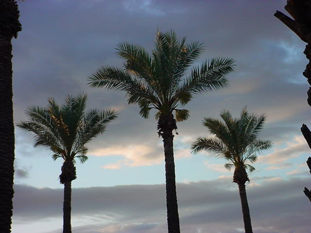 trees at sunrise *