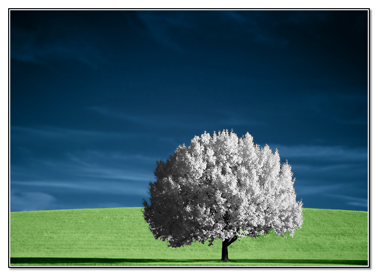 <b>1st Place [Tie]</b><br>Lone Tree in Colored IR*<br>by Tristan Panek