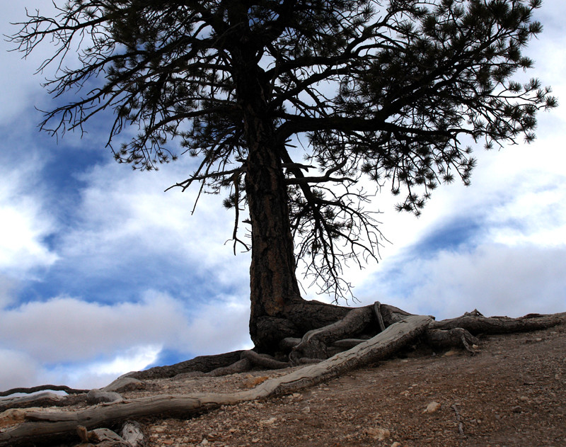 Bryce Canyon Tree<br>by R1er
