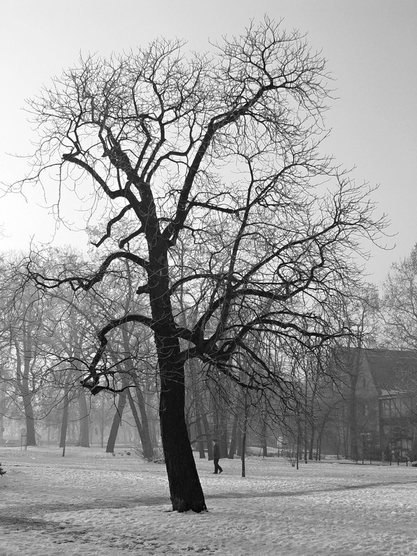 <b>9th Place</b><br>Waiting for spring<br/>by Wojtas