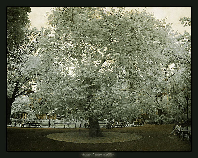 Timeless (IR) <br> by Victor D