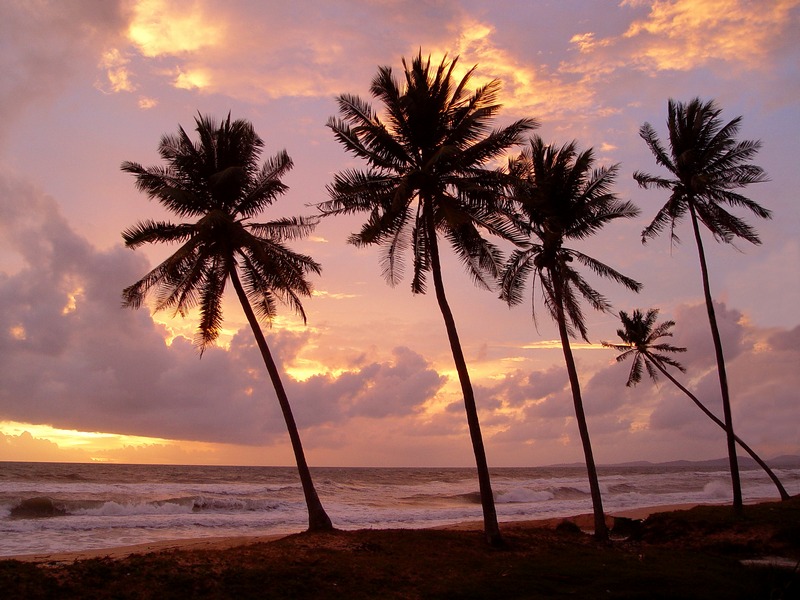 <b>9th Place [Tie]</b><br>Coconut Tree