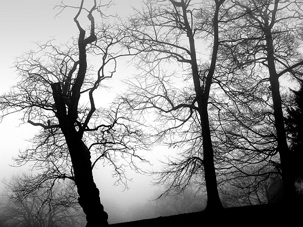 Wood in the fog<br>by Joe Hu