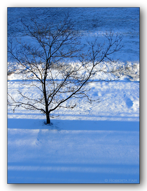 *Dogwood<br>by Roberta Fair