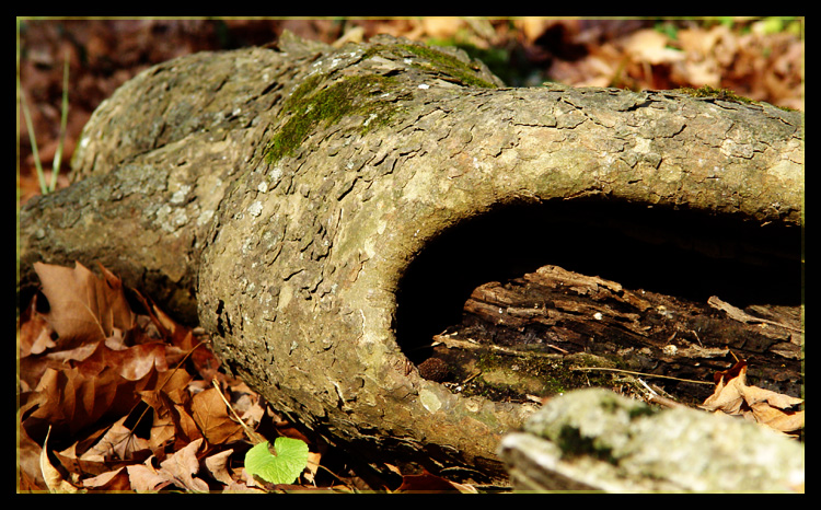Big Mouth <br>by Cynthiana Kenison