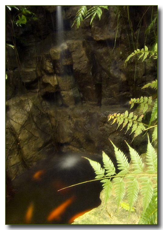 goldfish