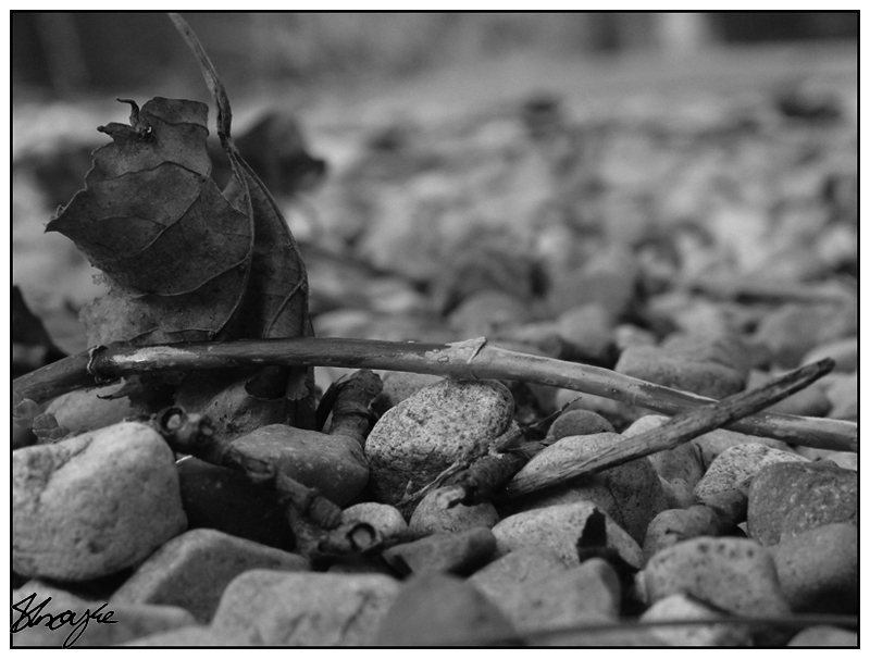 Tiny Pebbles-BW.jpg