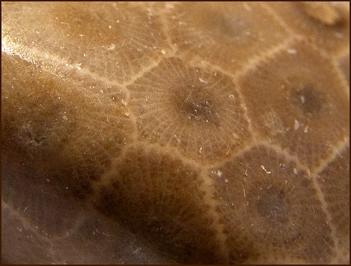 Petoskey Stone fossils
