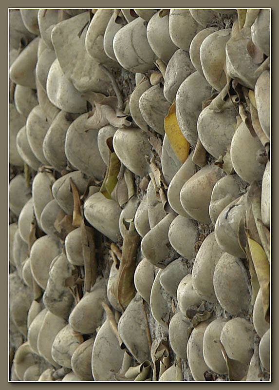 Overpopulated<br>by jrdu