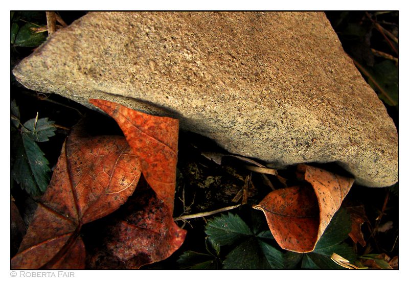 Organic Mix<br>by Roberta Fair
