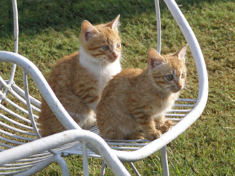 Guests of Honour
