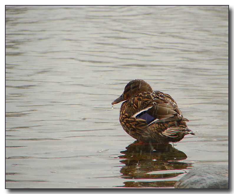 sitting duck