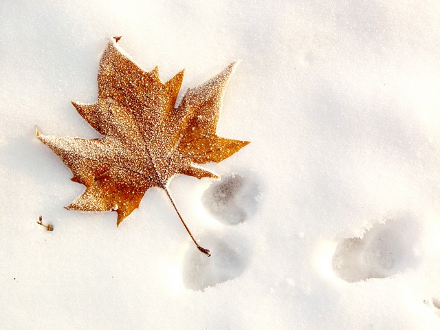 <b>10th Place (tie) </b><br>Frozen leaf<br/>by Wojtas