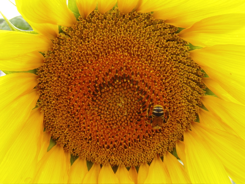 Busy Bee <br> by Madeleine L. Taylor
