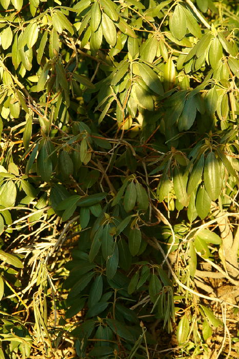 photographing myself with rhodos (self portrait)*