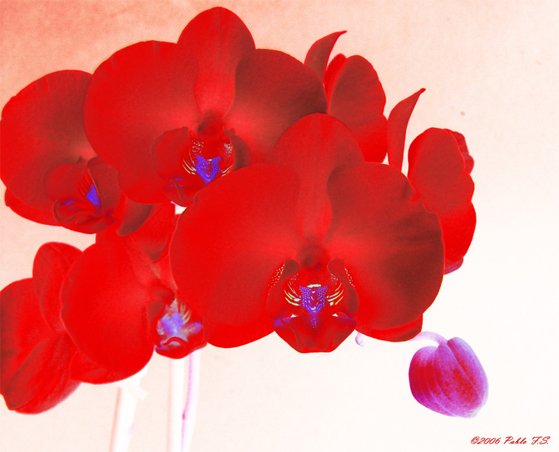 Red Orchid<br>by Pablo F.S.