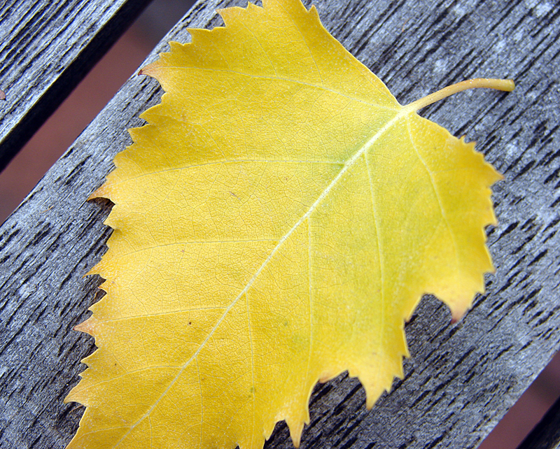 Autumn in Melbourne<br>by Yodels