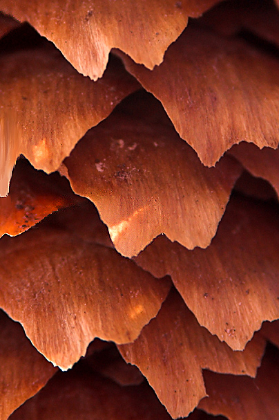 Pinecone<br>by BGE