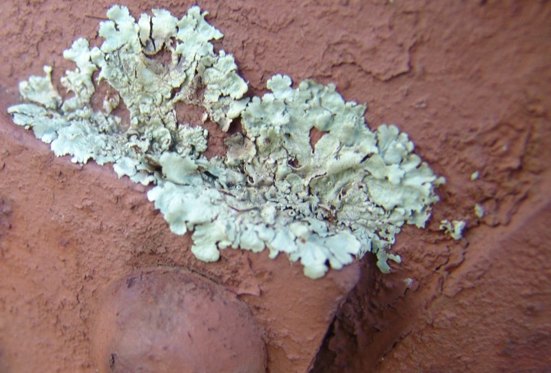 Rust and Lichen