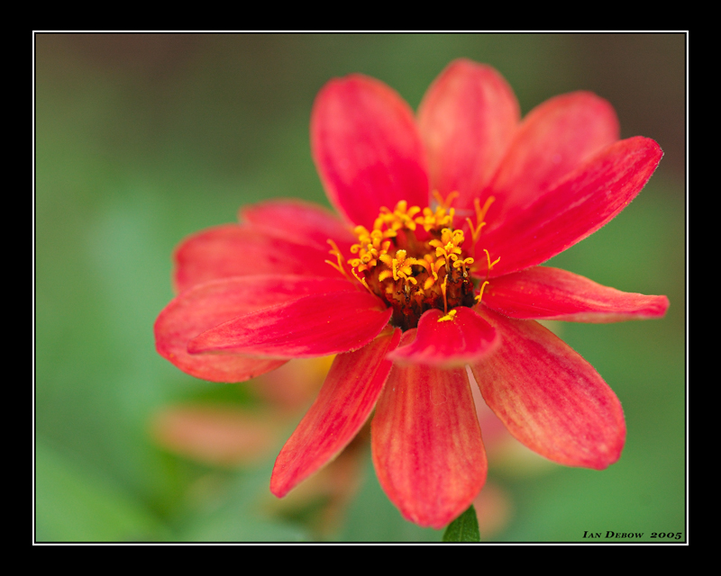 Just some perty flower (sample)