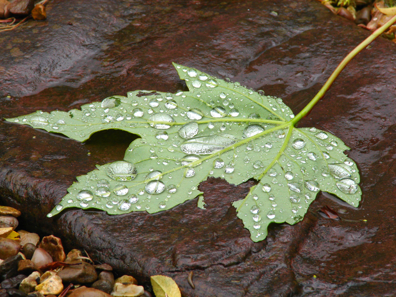 Dropped Leaf