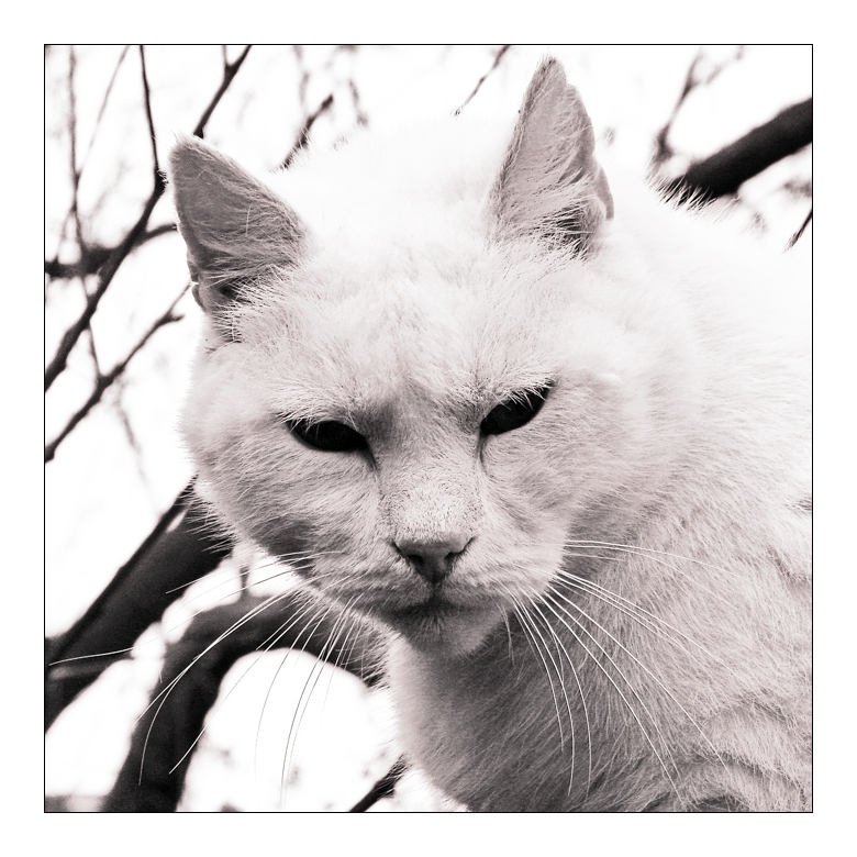 <b>10th Place</b><br>Anton *<br>by Franky2005
