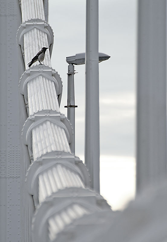 On The Bridge* <br>by MCsaba