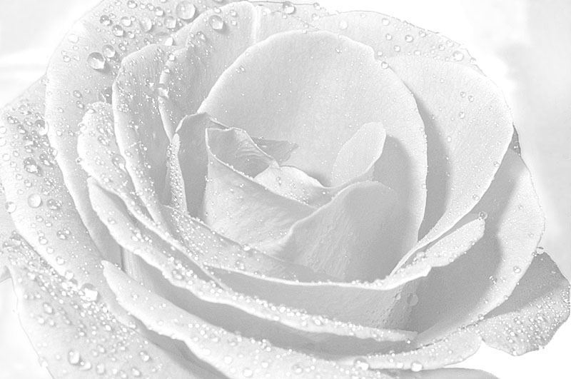 <b>5th Place (tie)</b><br>After the rain<br>by Moti