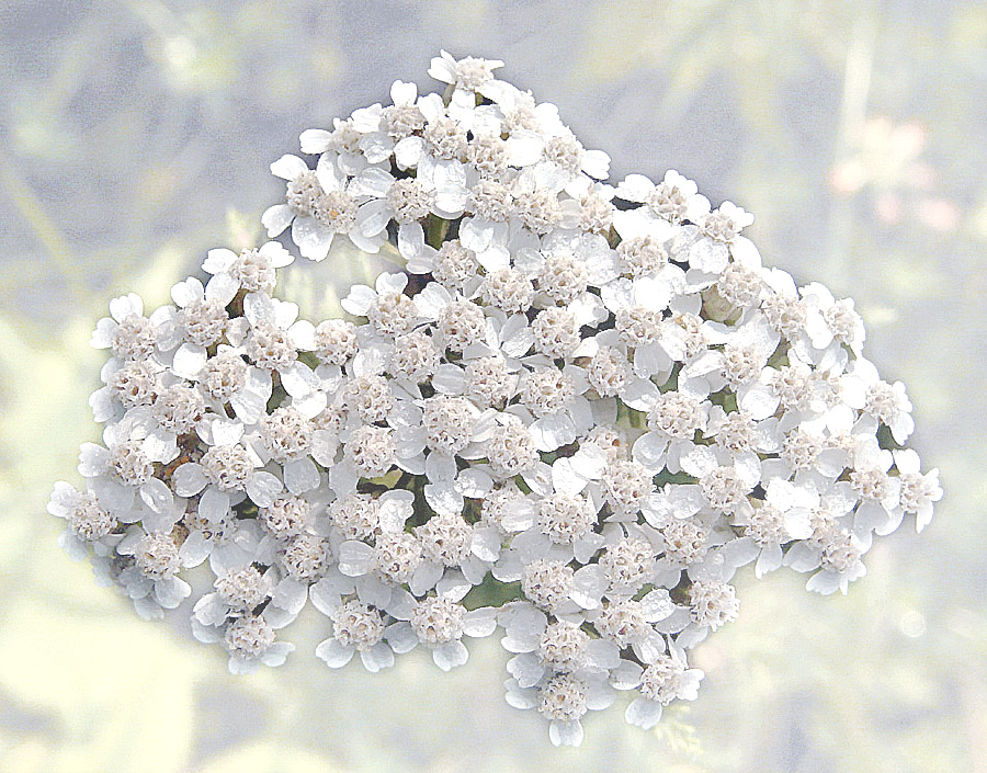 Yarrow Cluster <br> by Bogle